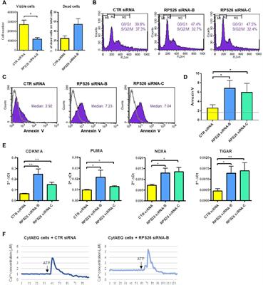 Deficiency of ribosomal protein S26, which is mutated in a subset of patients with Diamond Blackfan anemia, impairs erythroid differentiation